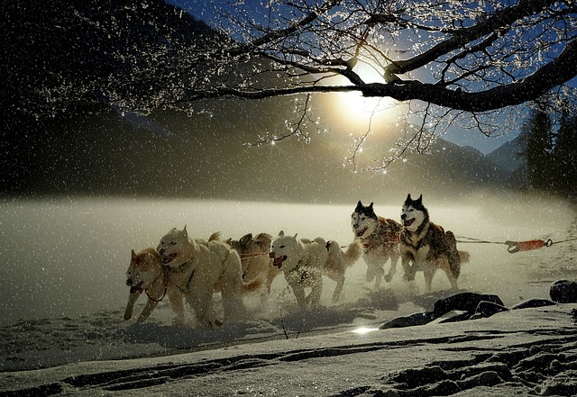 husky ve spřežení